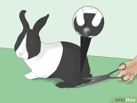 Image intitulée Bathe Your Pet Rabbit Step 10