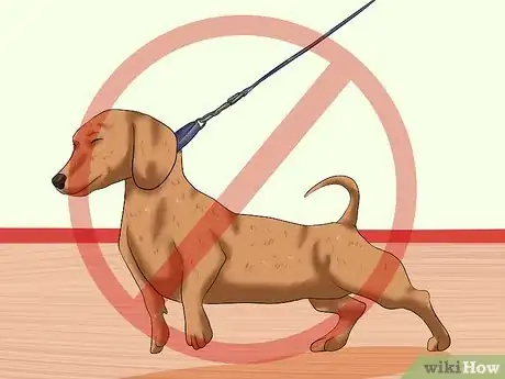 Image intitulée Train Dachshunds Step 15