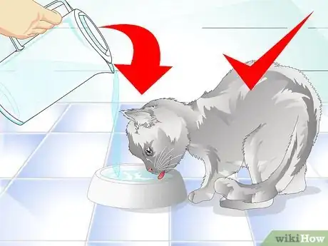 Image intitulée Get Rid of Cat Dandruff Step 11