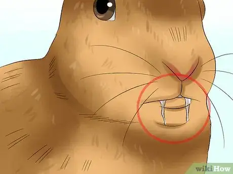 Image intitulée Treat Heat Stroke in Rabbits Step 13