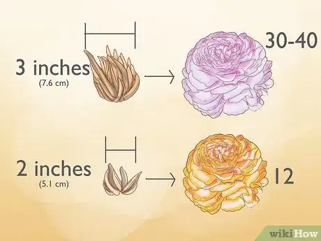 Image intitulée Plant and Care for a Ranunculus Step 4