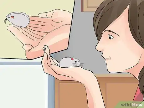 Image intitulée Care for Chinese Dwarf Hamsters Step 10