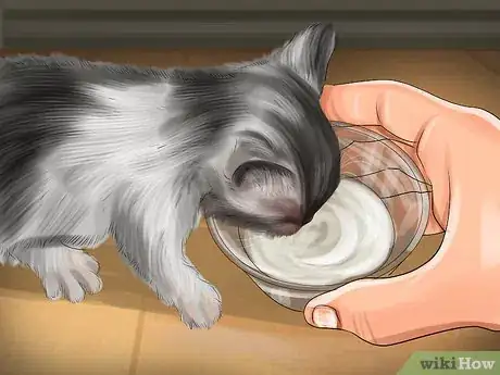 Image intitulée Introduce Solid Food to Kittens Step 4