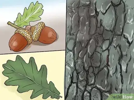 Image intitulée Identify Oak Leaves Step 1