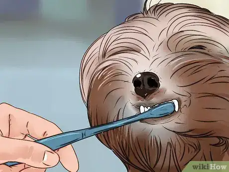 Image intitulée Groom a Yorkshire Terrier Step 11