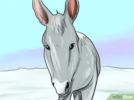 Image intitulée Care for a Donkey Step 7