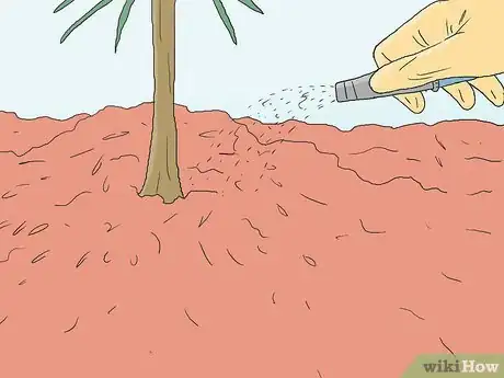 Image intitulée Grow Pine Trees Step 12