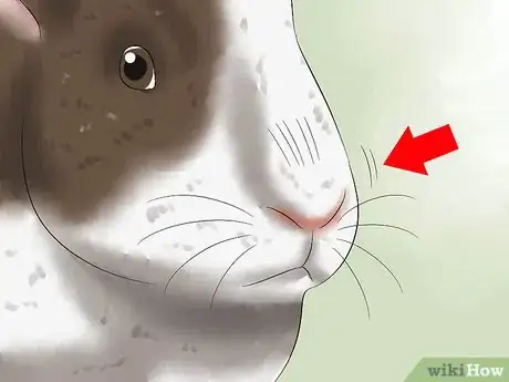 Image intitulée Treat Heat Stroke in Rabbits Step 12