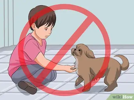 Image intitulée Train Your Shih Tzu Step 12