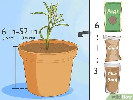 Image intitulée Propagate Areca Palm Step 4