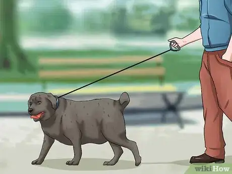 Image intitulée Help Your Dog Lose Weight Step 11