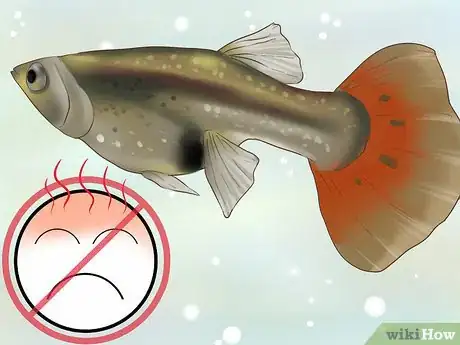 Image intitulée Find Out if Your Guppy Is Pregnant Step 7