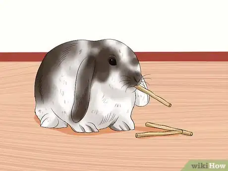 Image intitulée Care for Holland Lop Rabbits Step 10