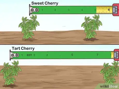 Image intitulée Grow Cherries Step 9