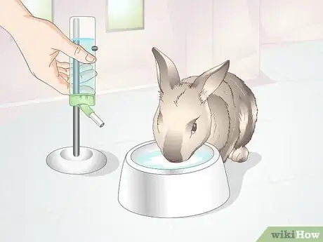 Image intitulée Diagnose Heat Stroke in Rabbits Step 9