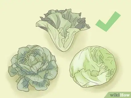 Image intitulée Plant Lettuce Step 1