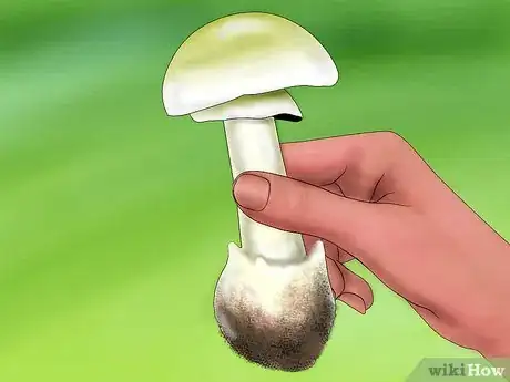Image intitulée Identify a Death Cap Mushroom Step 1