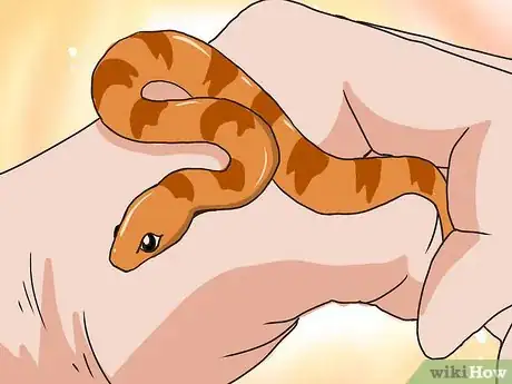 Image intitulée Choose Your First Pet Snake Step 2Bullet1