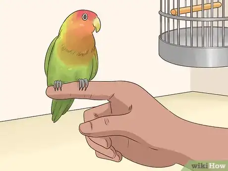 Image intitulée Bond with a Lovebird Step 5