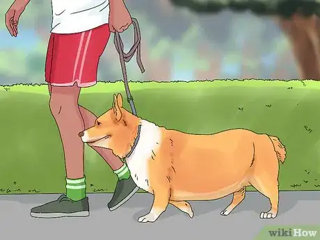 Image intitulée Determine if Your Dog Is Obese Step 11