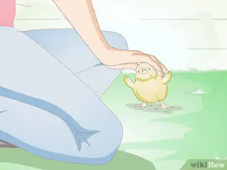 Image intitulée Care for a Chick Step 11