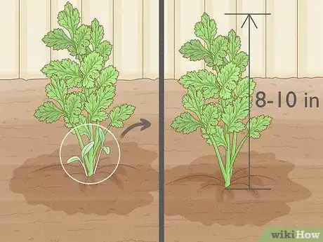 Image intitulée Grow Parsley Step 13