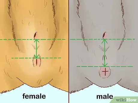 Image intitulée Determine the Sex of a Kitten Step 4