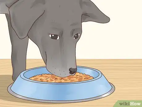 Image intitulée Care for a Labrador Retriever Step 1