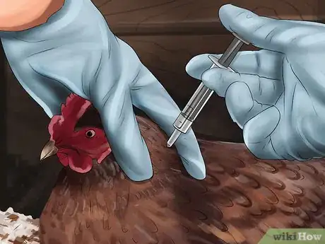 Image intitulée Vaccinate Chickens Step 14
