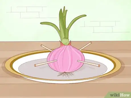 Image intitulée Grow Onions in Water Step 2