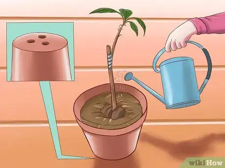 Image intitulée Grow Avocados Step 17