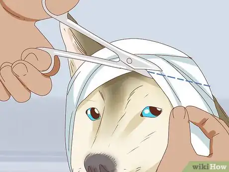 Image intitulée Care for a Dog's Torn Ear Step 15