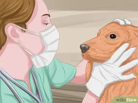 Image intitulée Treat Dog Eye Infection Step 2