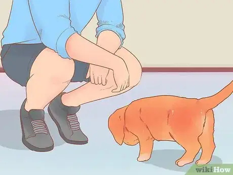 Image intitulée Buy a Golden Retriever Puppy Step 10