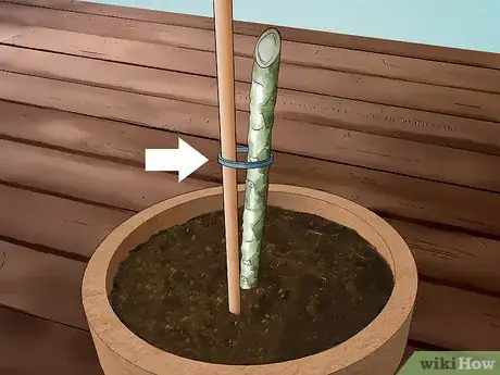 Image intitulée Grow Plumeria from Cuttings Step 10