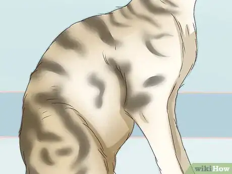 Image intitulée Identify a Tabby Cat Step 3