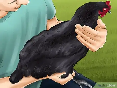 Image intitulée Vaccinate Chickens Step 11