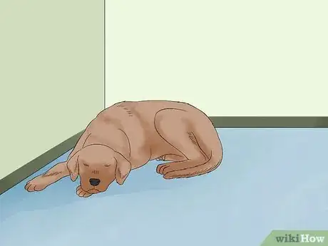 Image intitulée Approach a Shy or Fearful Dog Step 10