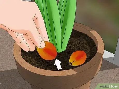 Image intitulée Grow Tulips in Pots Step 13