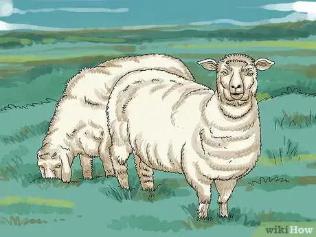 Image intitulée Care for Sheep Step 3