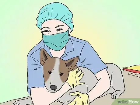 Image intitulée Become a Veterinarian Step 3