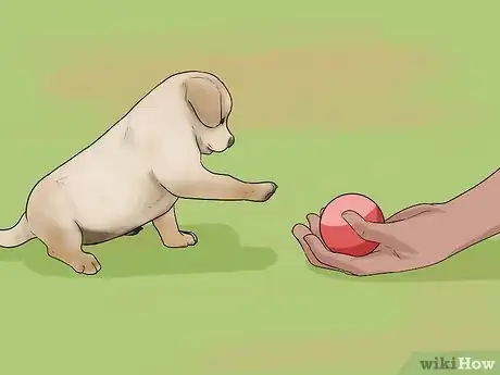 Image intitulée Buy a Labrador Retriever Puppy Step 12