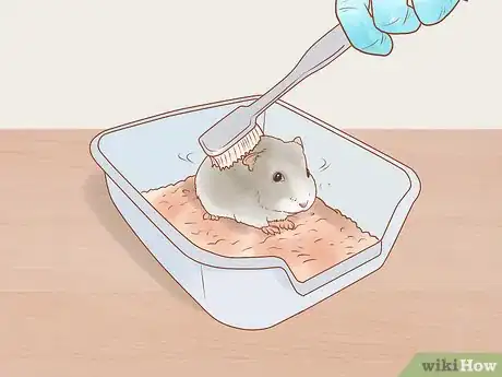Image intitulée Care for Dwarf Hamsters Step 12
