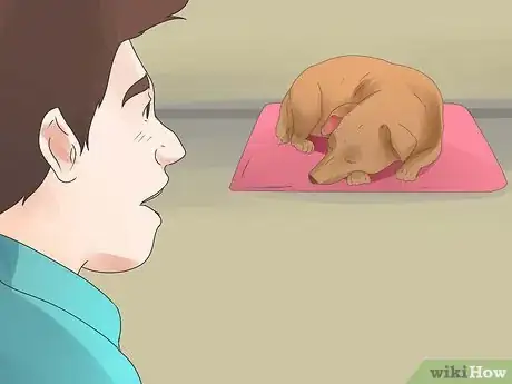 Image intitulée Tell if Your Dog Is Deaf Step 5
