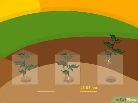 Image intitulée Grow Chrysanthemums Step 04