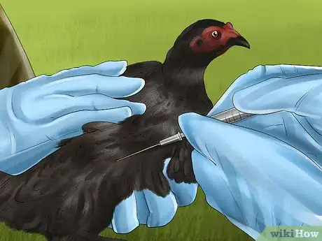 Image intitulée Vaccinate Chickens Step 10