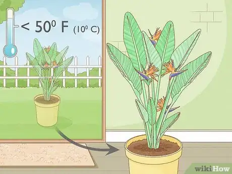 Image intitulée Grow Bird of Paradise Step 10