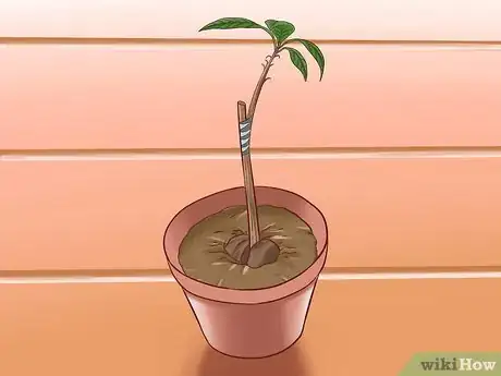 Image intitulée Grow Avocados Step 16