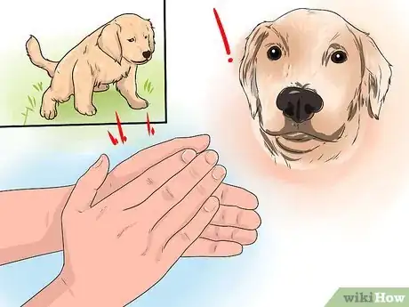 Image intitulée Train a Golden Retriever Puppy Step 16