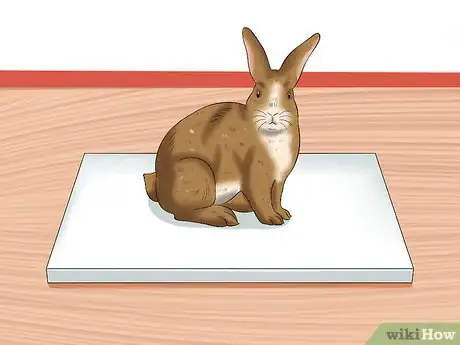 Image intitulée Treat Heat Stroke in Rabbits Step 16